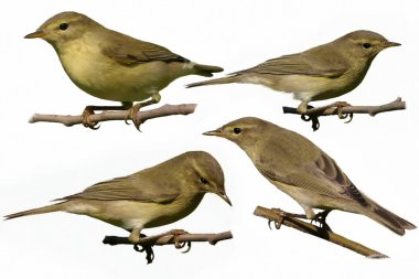 Set Chiffchaff isolated on white background phylloscopus collybita clipart