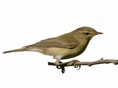 Genel Chiffchaff beyaz arkaplan phylloscopus collybita izole