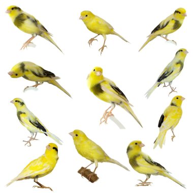 Set Yellow canary Serinus canaria isolated on white background clipart