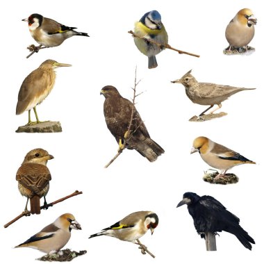 Set photographs of birds isolated on white background (2) clipart