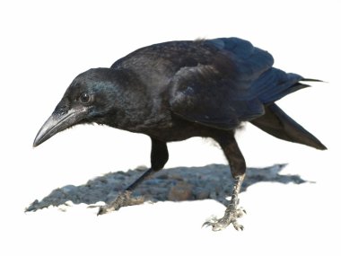 Rook isolated on white background Corvus frugilegus clipart