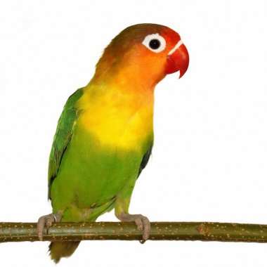 Lovebird isolated on white Agapornis fischeri clipart