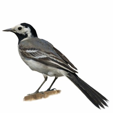 Portrait White Wagtail isolated on white background motacilla alba clipart