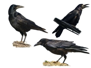 bir beyaz arka plan corvus frugilegus izole Kalesi