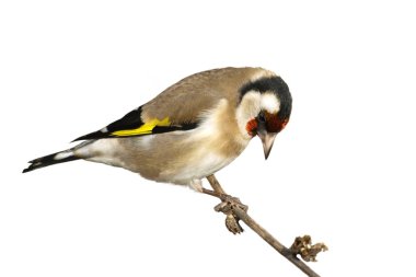 Saka kuşu üzerinde beyaz, carduelis carduelis izole.