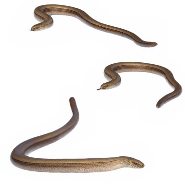 Beyaz arka plan üzerinde izole Slowworm (Anguis fragilis) ayarla