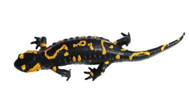 Yangın semender, salamandra maculosa, salamandra salamandra izole