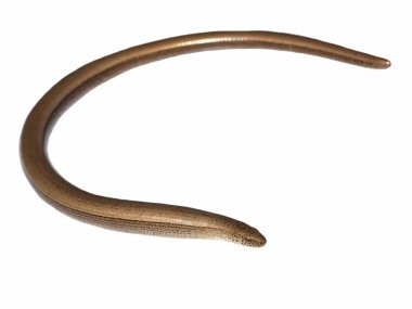 Beyaz arka plan üzerinde izole slowworm (Anguis fragilis)