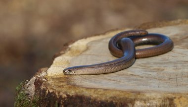 Slowworm, Anguis fragilis