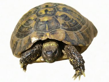 Herman Tortoise turtle isolated on white background testudo hermanni clipart