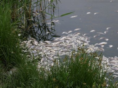Dead fish on the river, fish plague clipart