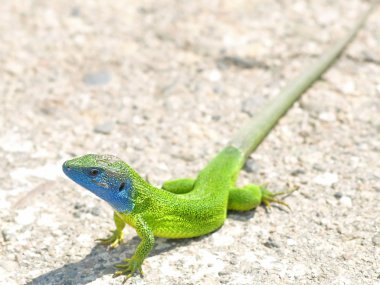 Green lizard clipart