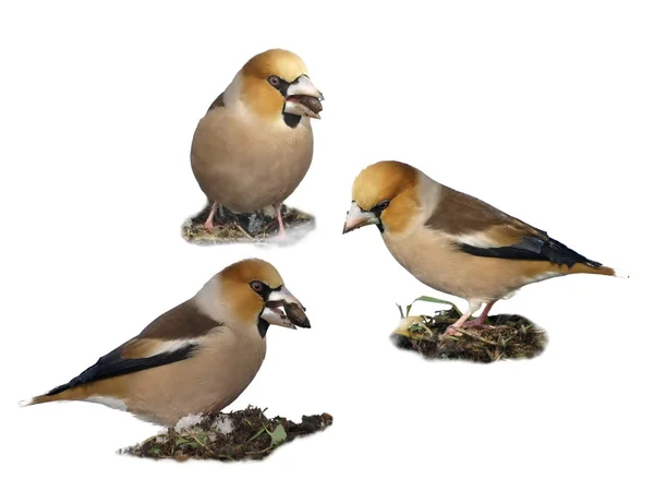 Hawfinch on snow, Coccothraustes coccothraustes — Stock Photo, Image