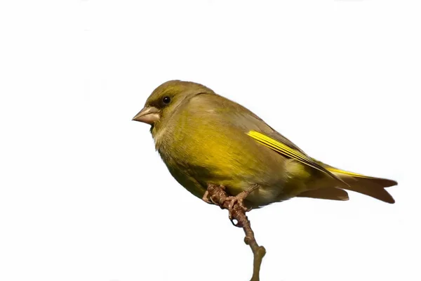 European Greenfinch isolated on a white background carduelis chloris — Stock Photo, Image