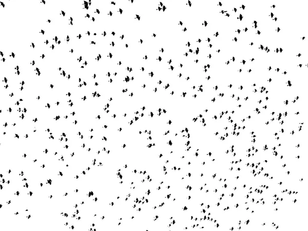 ฝูงนกที่แยกกันบนพื้นหลังสีขาว — ภาพถ่ายสต็อก