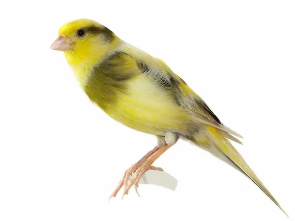 Yellow canary Serinus canaria on white background — Stock Photo, Image