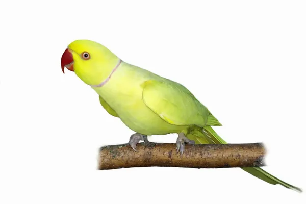 Rose gyűrűs papagáj (sárga) (Psittacula krameri) ág — Stock Fotó