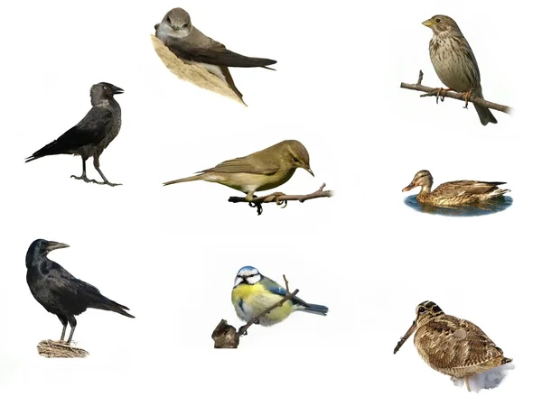 Vogels geïsoleerd op wit (5 instellen) — Stockfoto