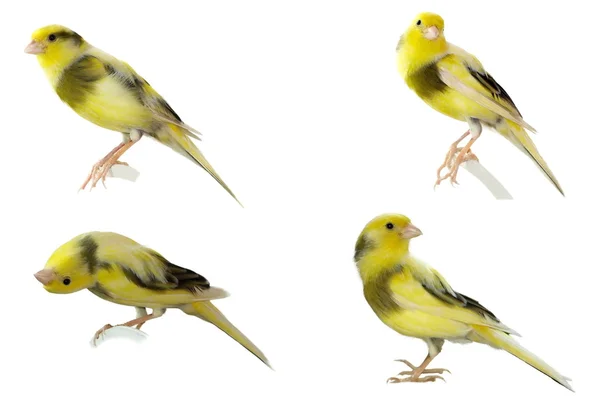 Gelber Kanarienvogel serinus canaria auf weißem Hintergrund — Stockfoto