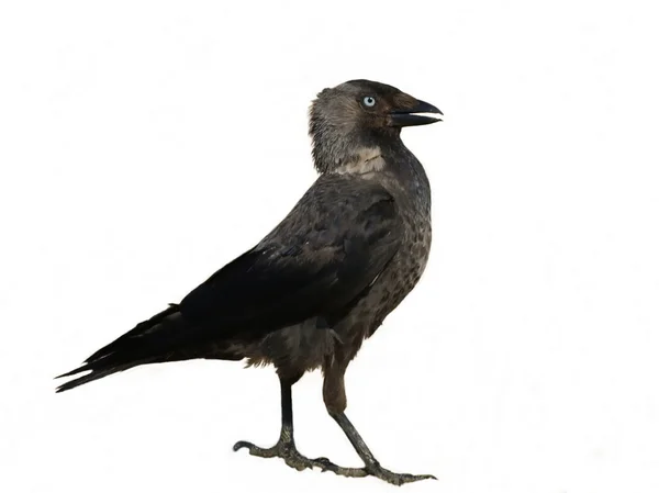 Jackdaw แยกกันบนพื้นหลังสีขาว Corvus monedula — ภาพถ่ายสต็อก