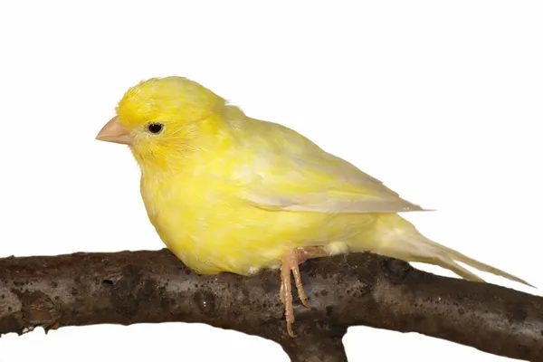 Gul kanariefågel serinus canaria på vit bakgrund — Stockfoto