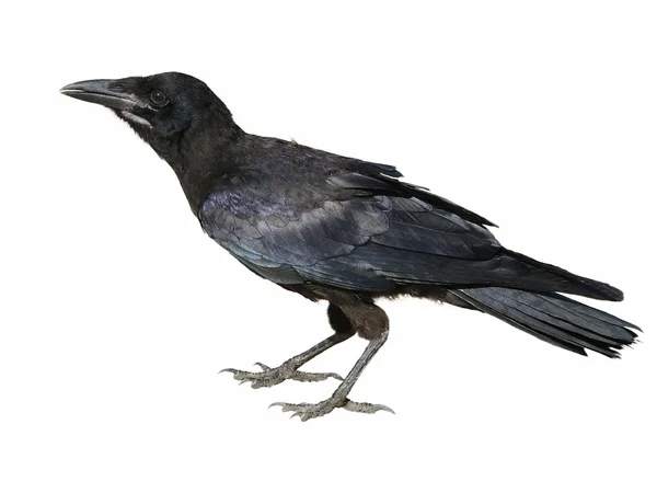 Zwarte kraai corvus corone geïsoleerd op witte achtergrond — Stockfoto