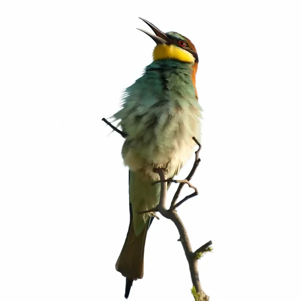 European bee-eater on a branch isolated on white background Merops apiaster — Stock Photo, Image