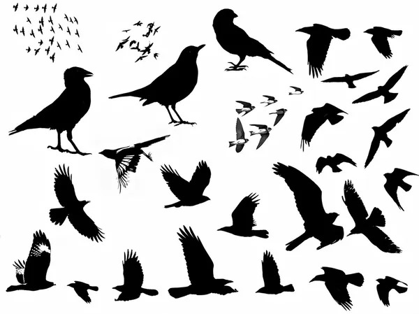 Ptáci silueta izolovaných na bílém pozadí — Stock fotografie