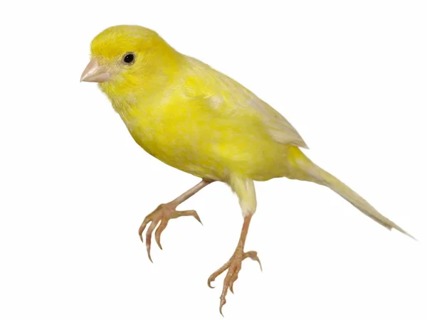 Canário amarelo Serinus canaria sobre fundo branco — Fotografia de Stock