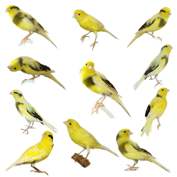 Gelber Kanarienvogel serinus canaria isoliert auf weißem Hintergrund — Stockfoto