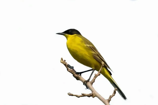 Yellow Wagtail isolated on a white background Motacilla flava — Stock Photo, Image
