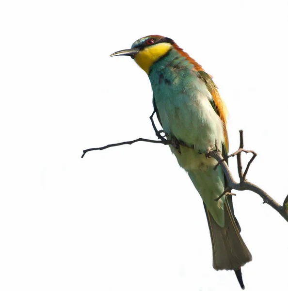 European bee-eater on a branch isolated on white background Merops apiaster — Stock Photo, Image