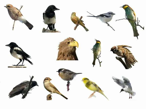 Conjunto Aves isoladas sobre fundo branco (4 ) — Fotografia de Stock