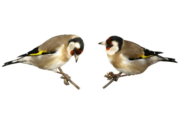 Set European goldfinch isolated on white, Carduelis carduelis — Stock Photo, Image