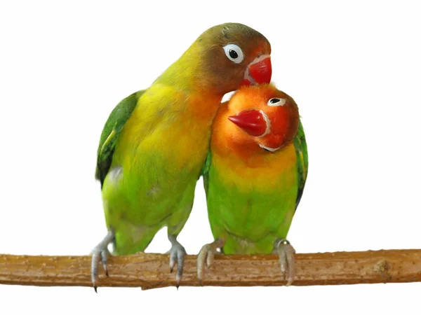 Love Lovebird 고립하얀 Agapornis fischeri 에 — 스톡 사진