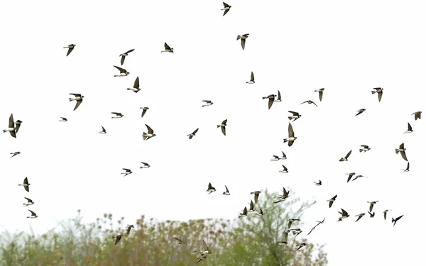 Kırlangıçlar kum martin üzerinde beyaz izole Kuşlar sürüsü — Stok fotoğraf