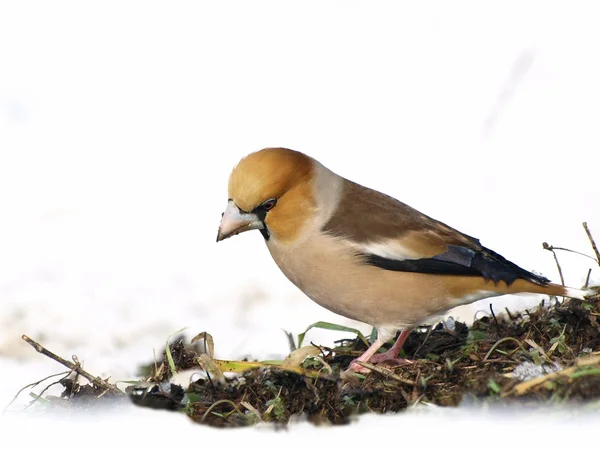 雪地上，coccothraustes coccothraustes hawfinch — 图库照片