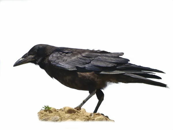 Kråka corvus corone isolerad på vit bakgrund — Stockfoto