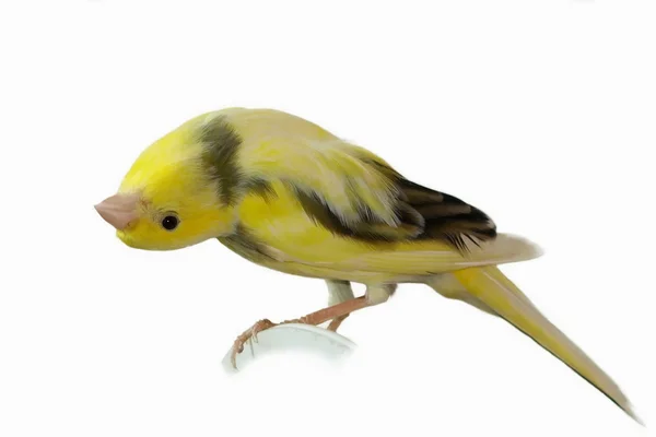 Kanárkově žlutá serinus canaria na bílém pozadí — Stock fotografie
