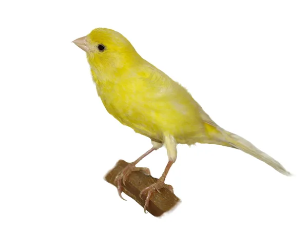 Fehér alapon sárga Kanári serinus canaria — Stock Fotó