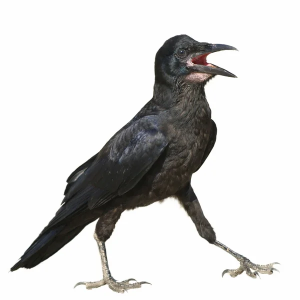 Rook isolated on white background Corvus frugilegus — Stock Photo, Image