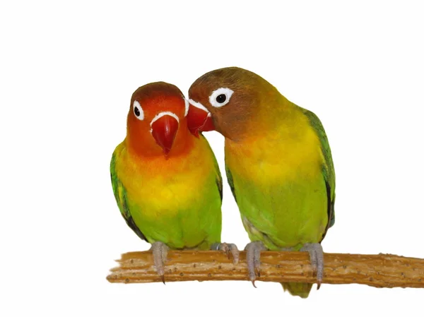 Lovebirds ізольовані на білому Agapornis fischeri — стокове фото