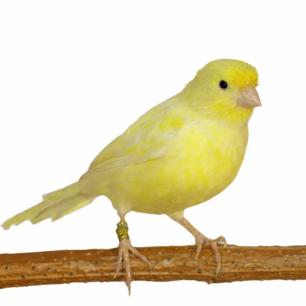 Canário amarelo Serinus canaria sobre fundo branco — Fotografia de Stock