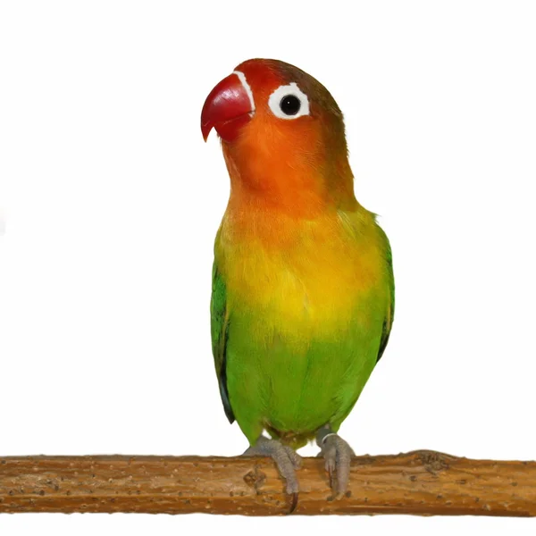 Lovebird, izolovaných na bílém agapornis Real-time — Stock fotografie