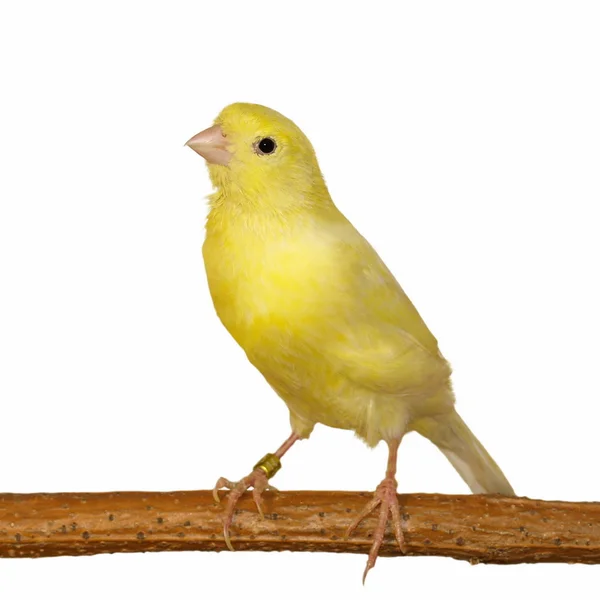 Fehér alapon sárga Kanári serinus canaria — Stock Fotó