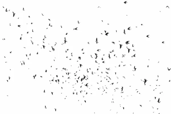 Rebanho de aves isoladas em fundo branco engole Areia Martin — Fotografia de Stock