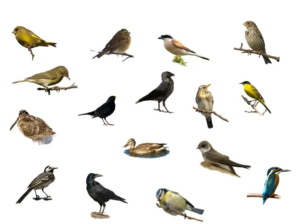 Conjunto Aves isoladas sobre fundo branco (3 ) — Fotografia de Stock