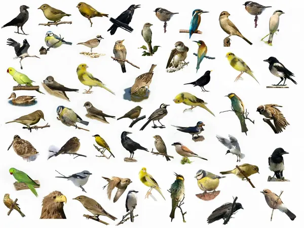 Conjunto de aves isoladas em branco (4 ) — Fotografia de Stock