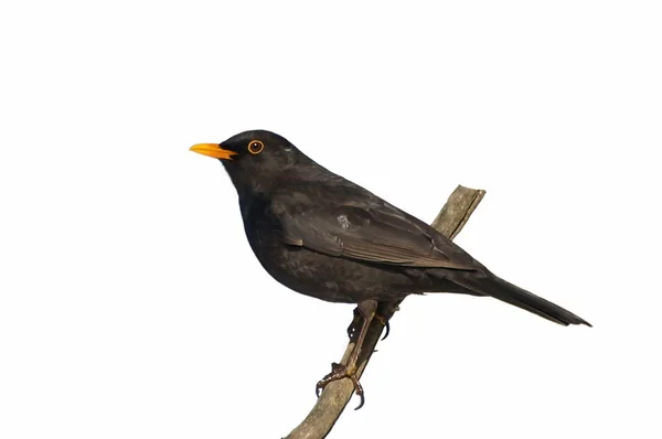 Turdus Kos, euroasijské blackbird izolovaných na bílém pozadí — Stock fotografie
