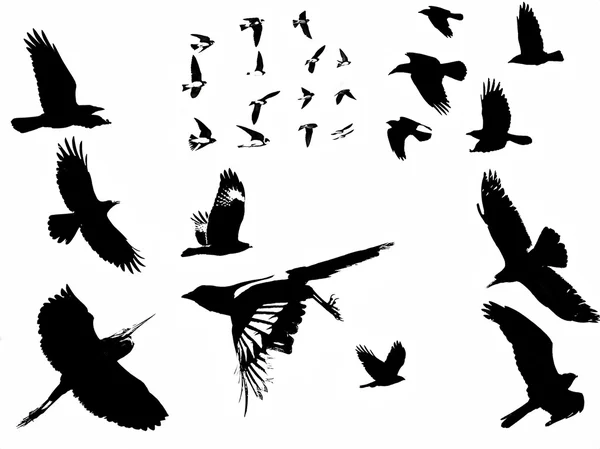 Sylwetka zdjęcia ptaków w locie — Zdjęcie stockowe